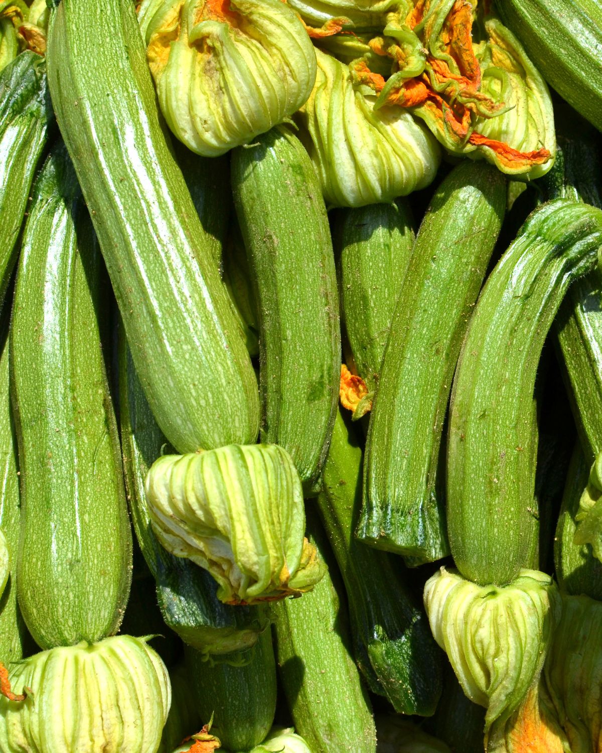 Lots of zucchini with zucchini flowers attached.