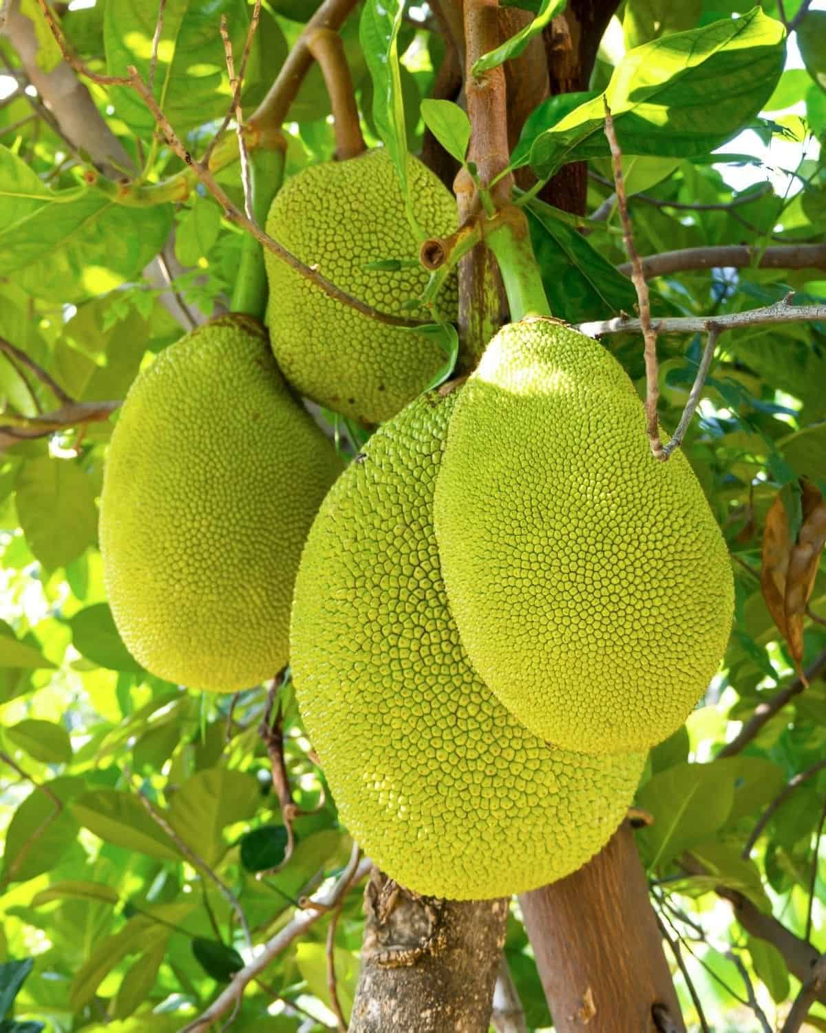 Jackfruit hanging on a tree