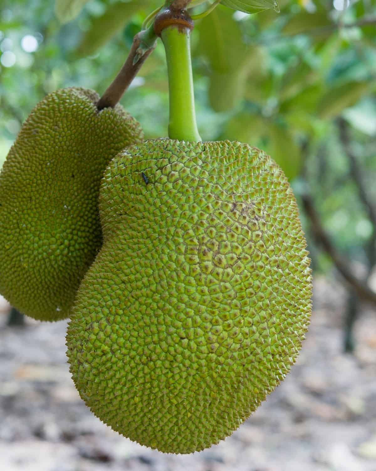 Two large jackfruits on a branch.