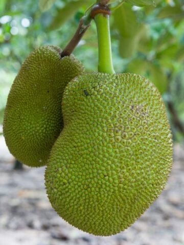 Two large jackfruits hanging from a branch.
