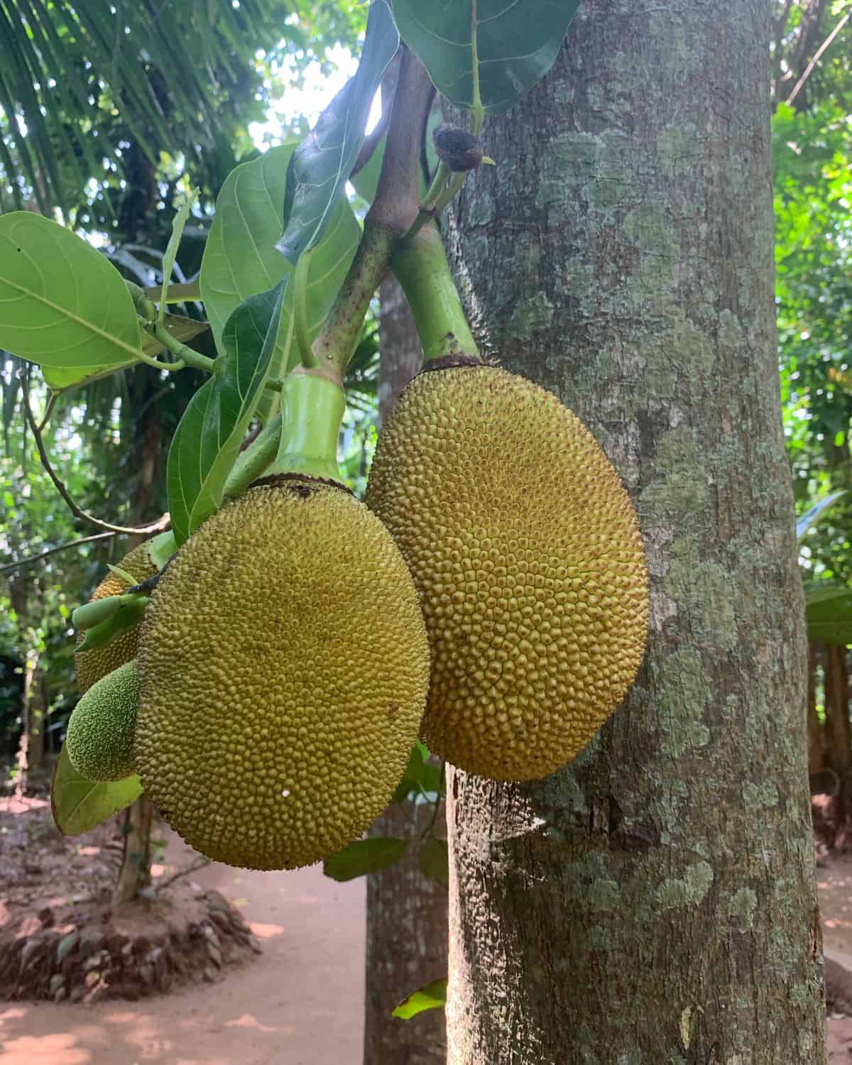 Two jackfruits growing on a tree.