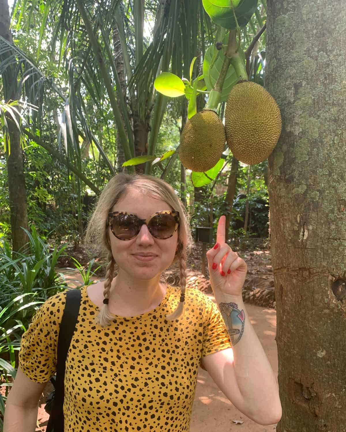 Jess pointing at two jackfruits growing on a tree.