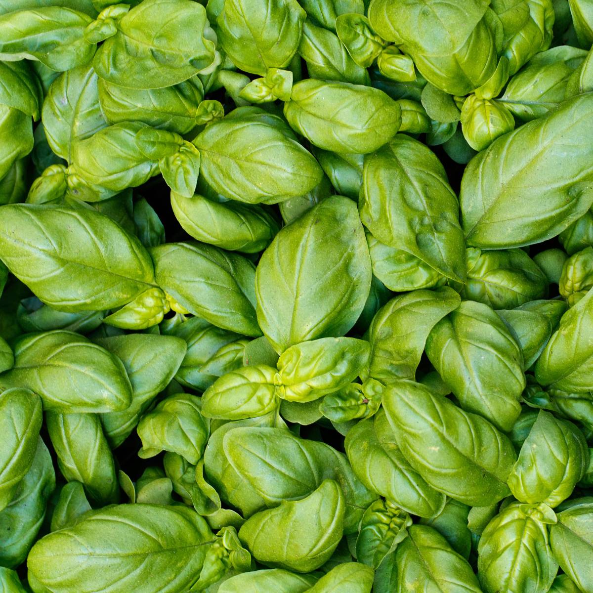 The Best Substitutes for Basil Leaves and Dried Basil - Vegan Punks