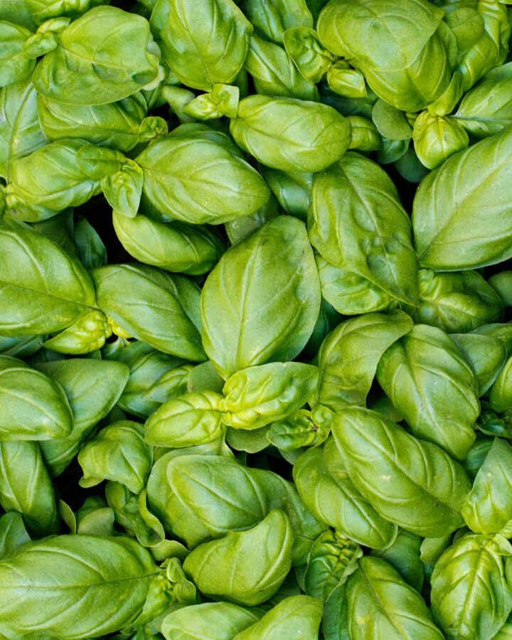 The Best Substitutes for Basil Leaves and Dried Basil - Vegan Punks
