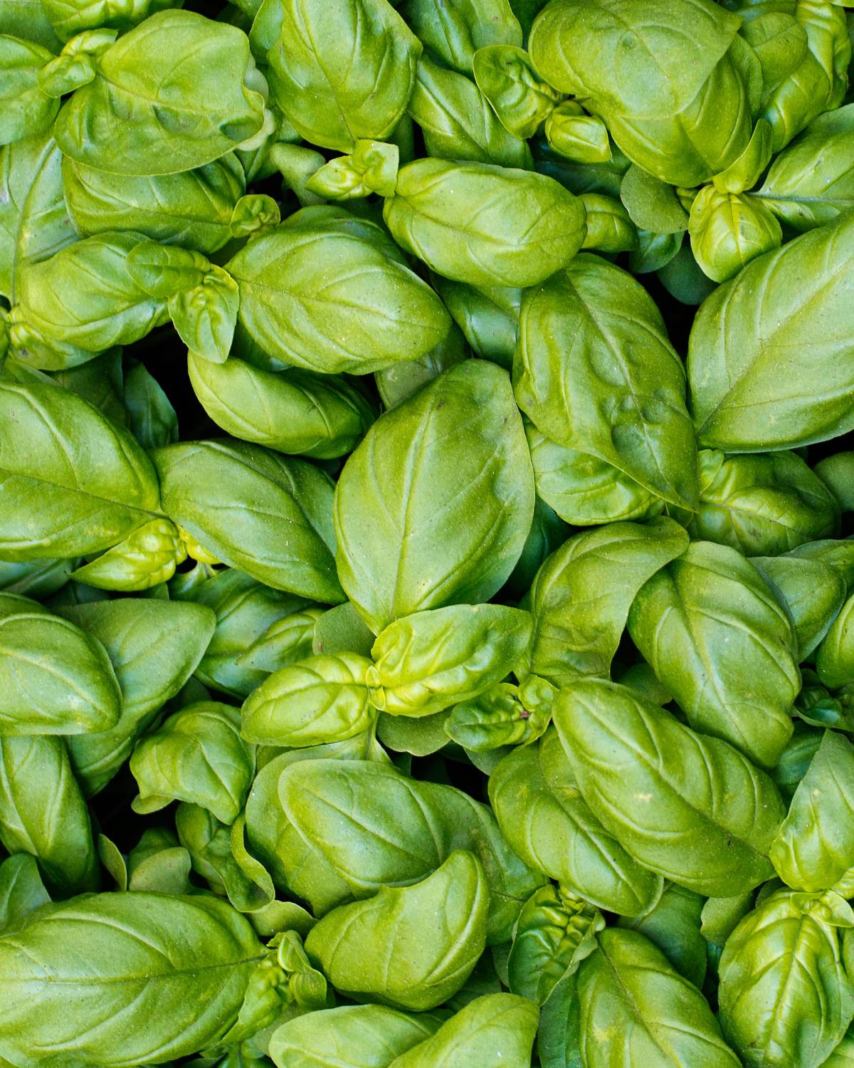 Lots of fresh basil.