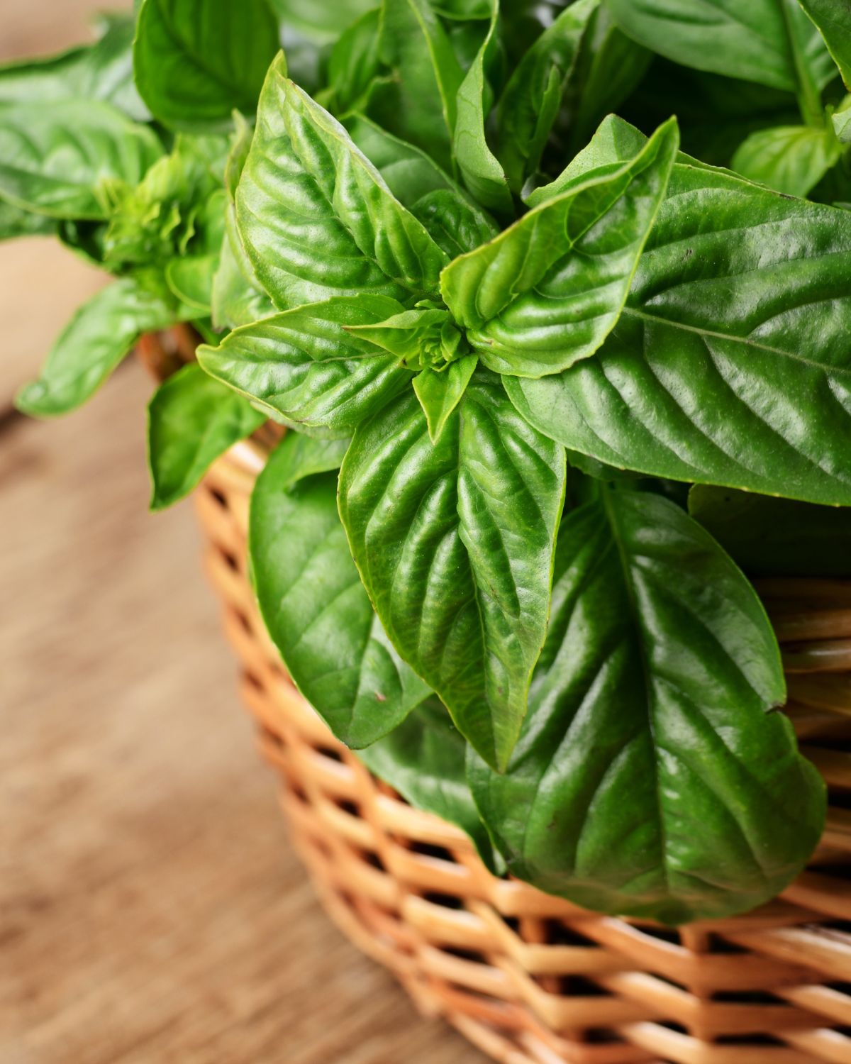 Fresh basil in a woven basket.