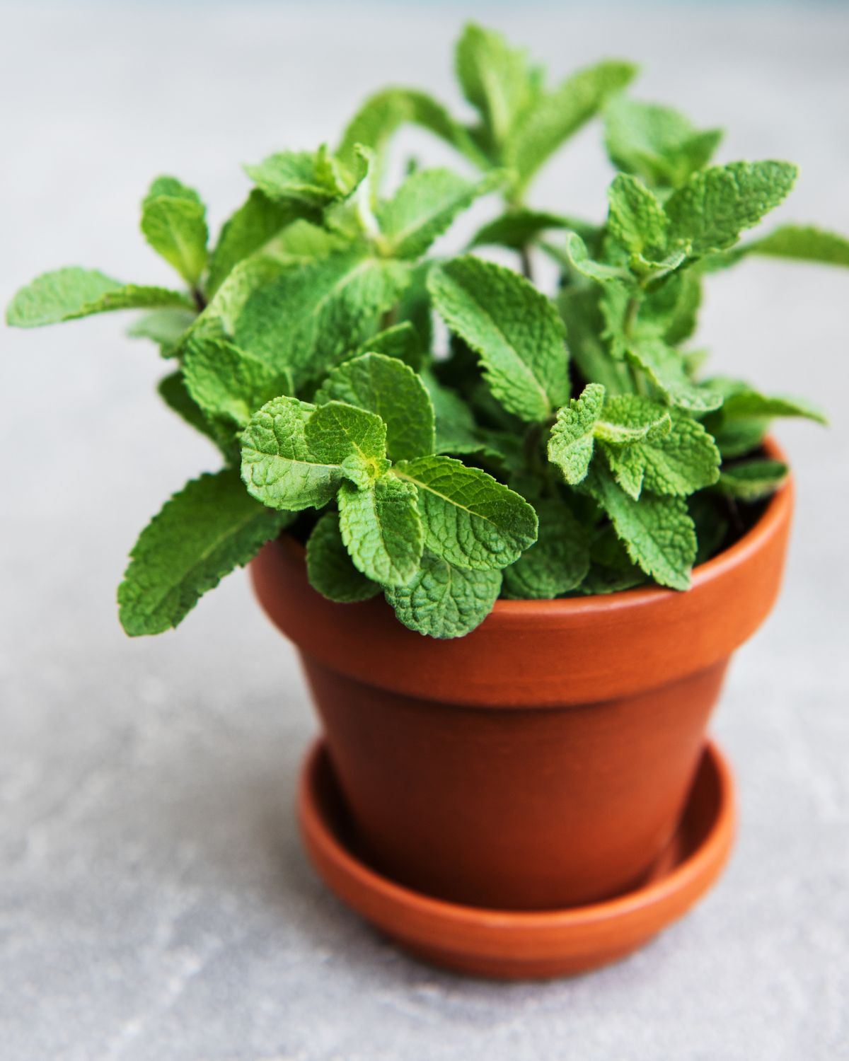 Fresh mint in a terracotta plant pot.