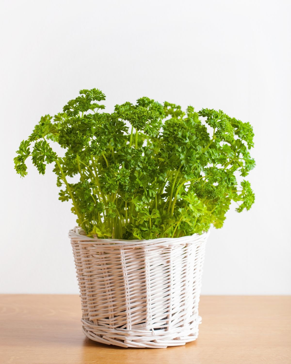 Fresh parsley in a woven pot.