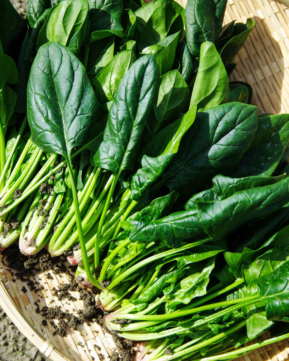 Fresh spinach in a basket.
