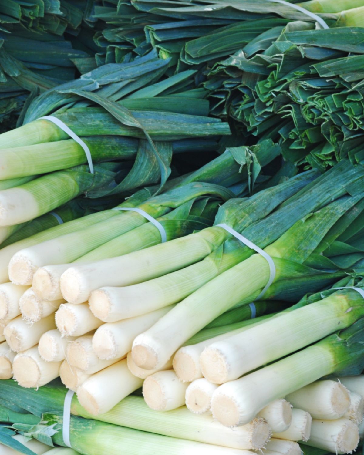 Lots of leeks in a pile.