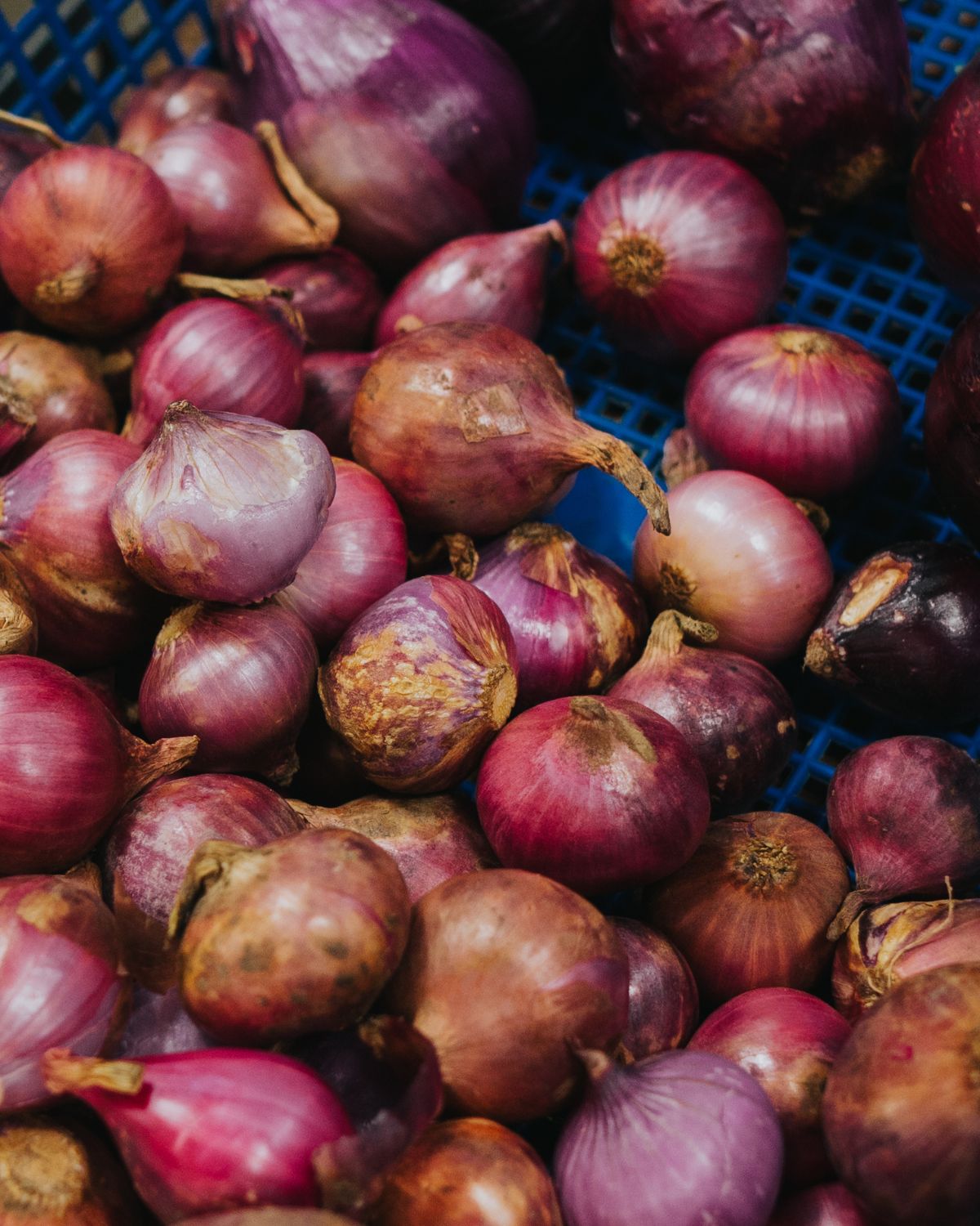 Red onions in a crate.