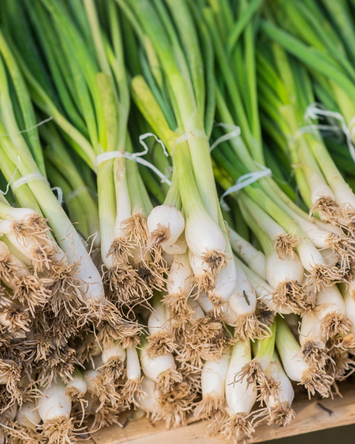 Lots of spring onions tied in bunches.