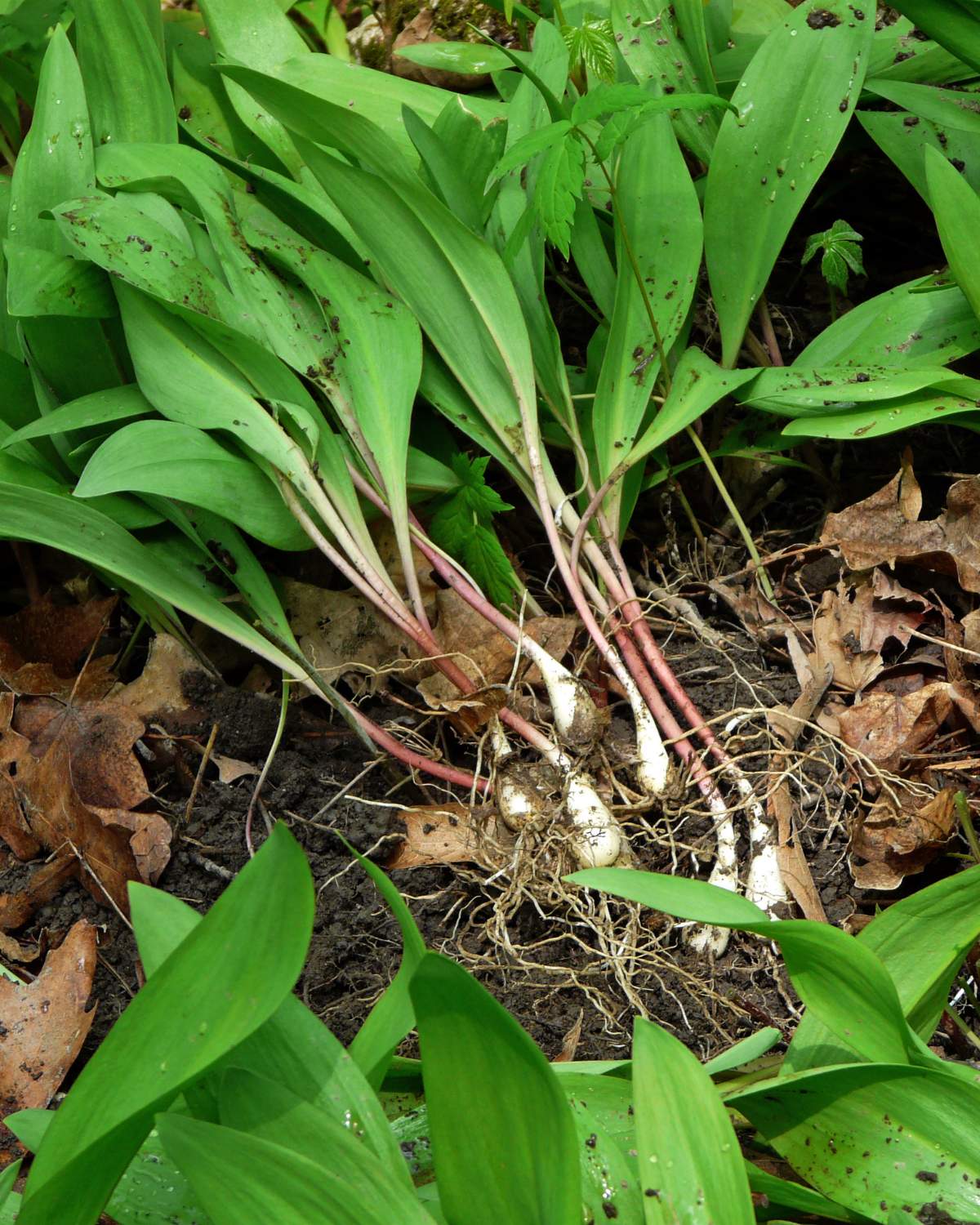 Wild leeks (ramps) just picked out of the ground.