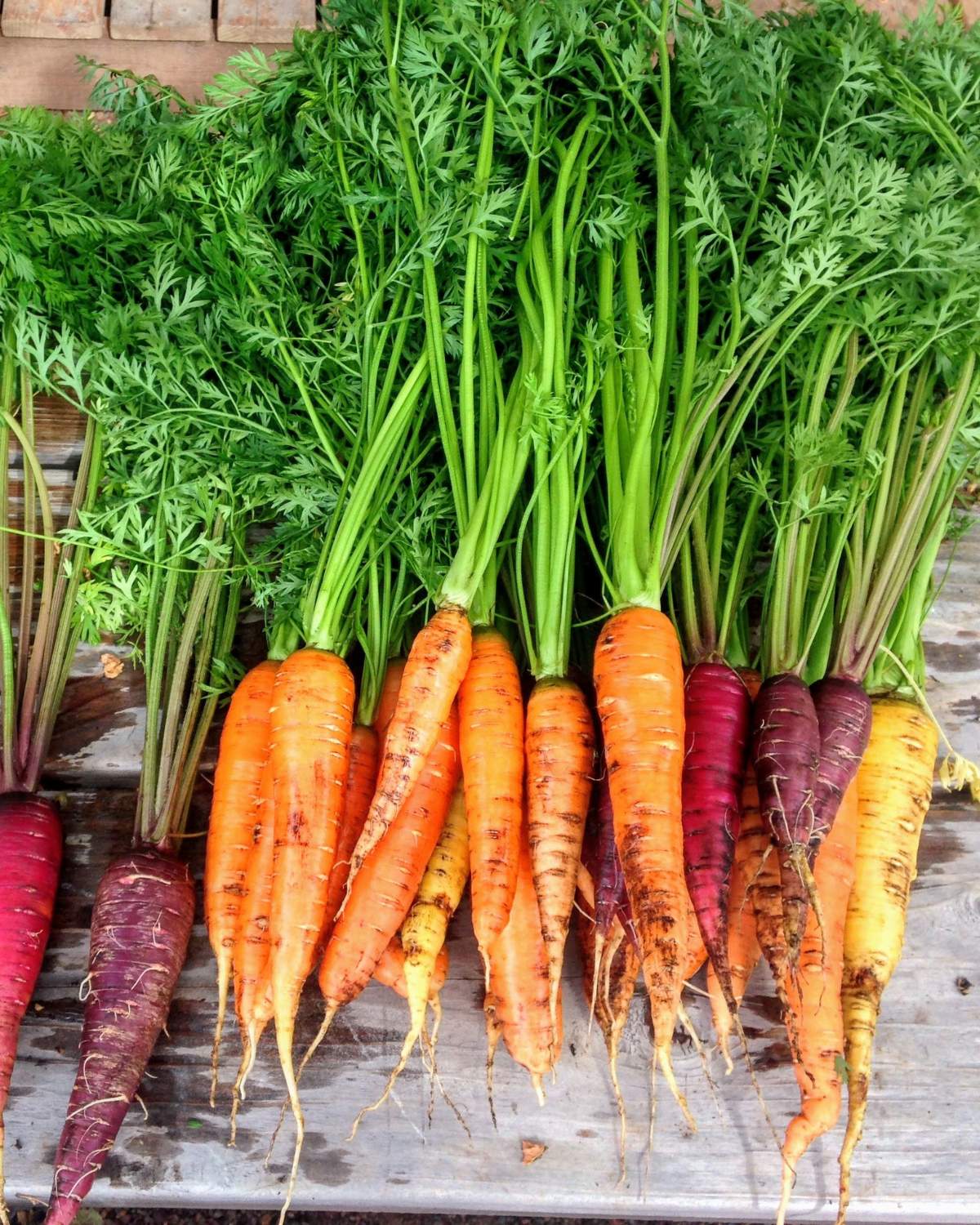 Carrots with long carrot tops.