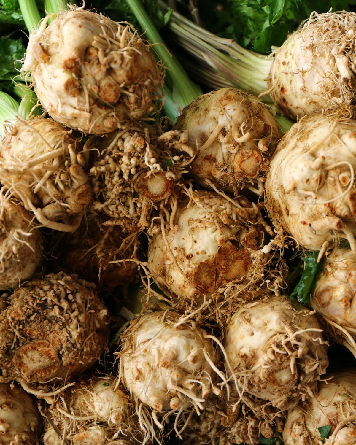 Many celeriac with roots hanging off them and stalks of celery attached.