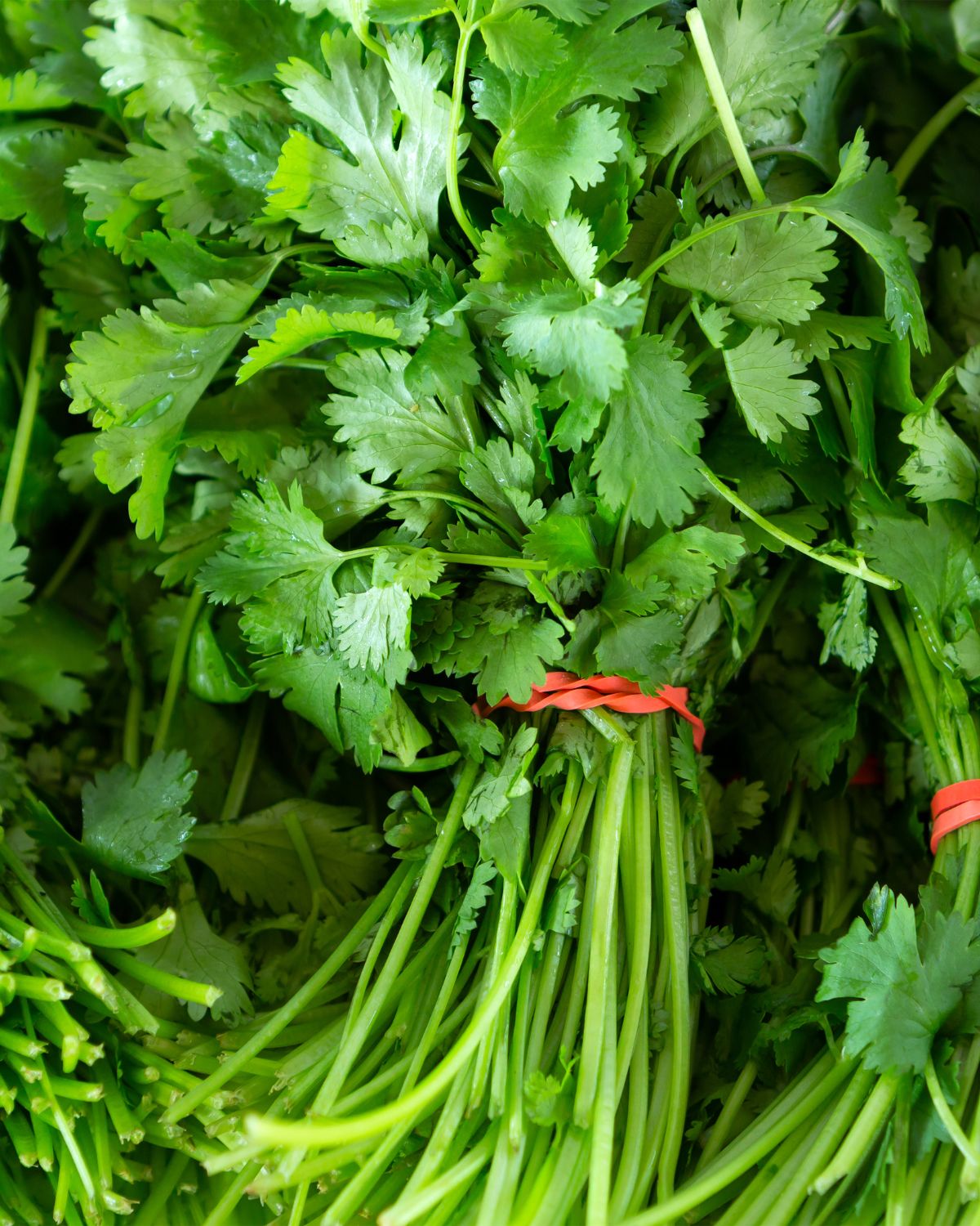 Fresh bunches of coriander.