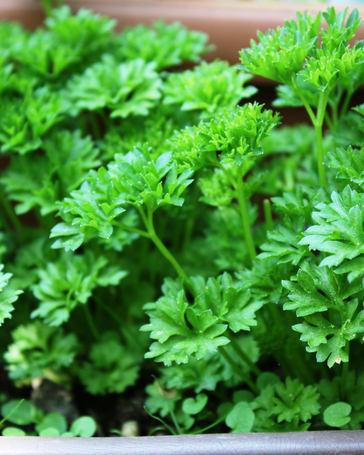 Lots of fresh parsley.